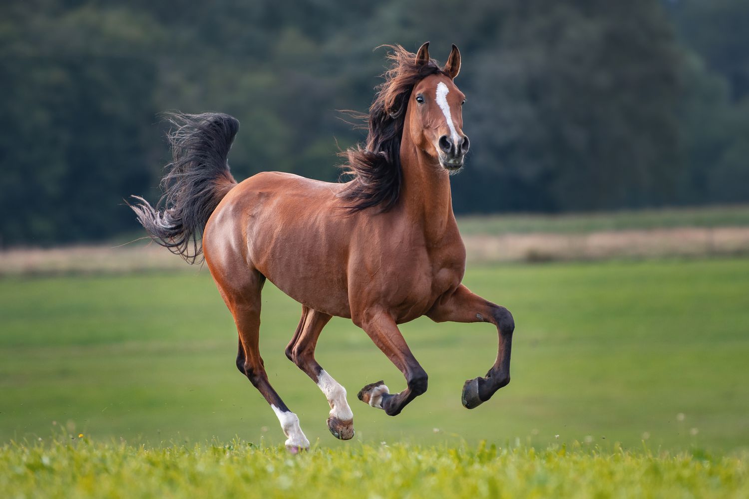 Recognizing Laminitis: Signs, Symptoms, and Diagnosis